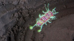 "Glowing pathfinder bugs" Squidsoup
